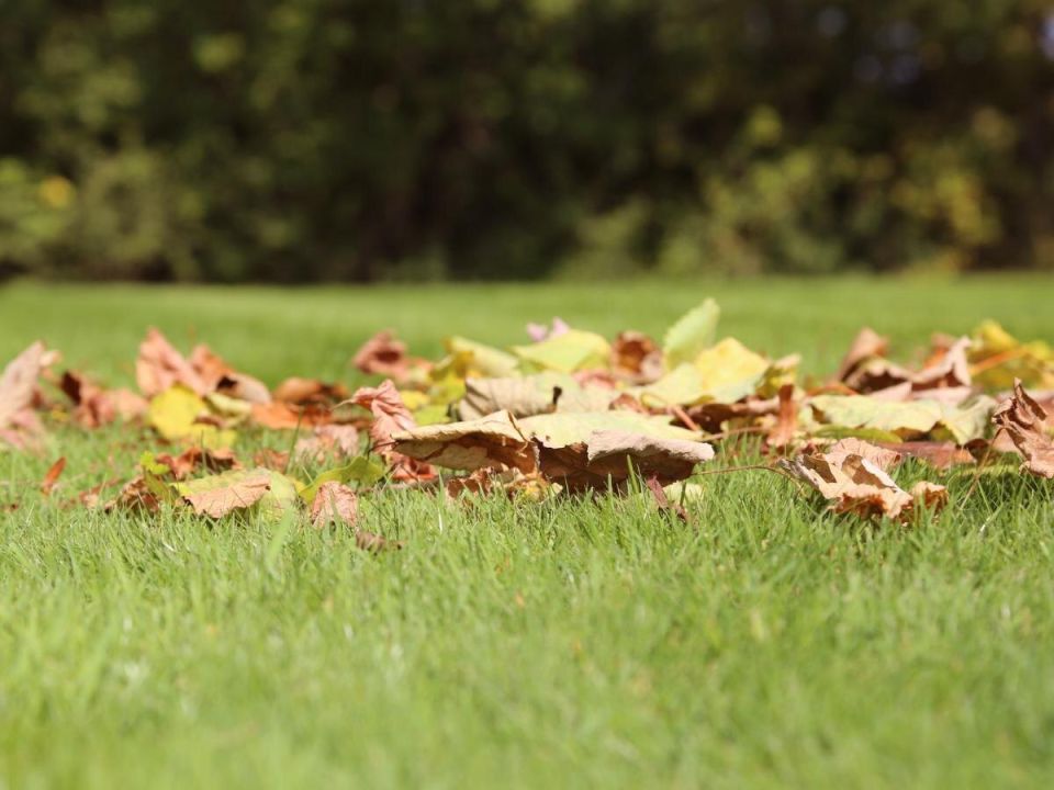Кофейная гуща: новое оружие в борьбе за здоровый газон