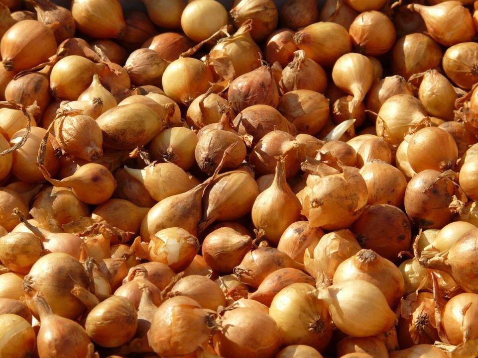 Луковая шелуха: удивительное удобрение для вашего огорода