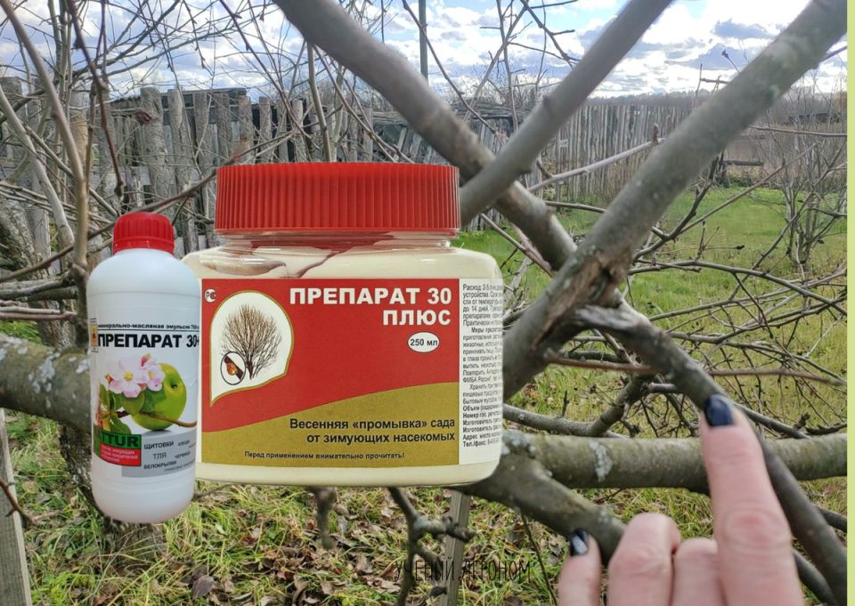 Минеральные масла против вредителей в саду: эффективный подход к профилактике