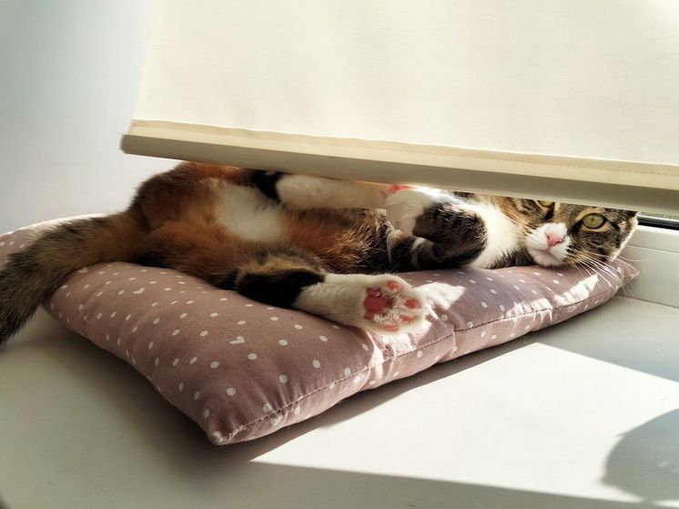 Как вернуть блеск пластиковым подоконникам: эффективные советы по уходу