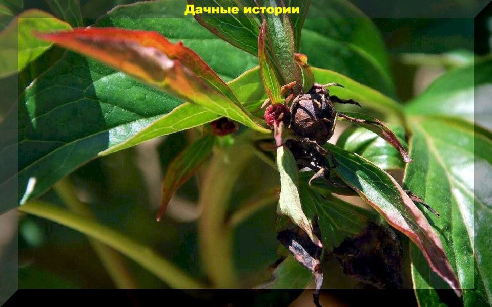 Проблемы с пионоводством: где искать причины?