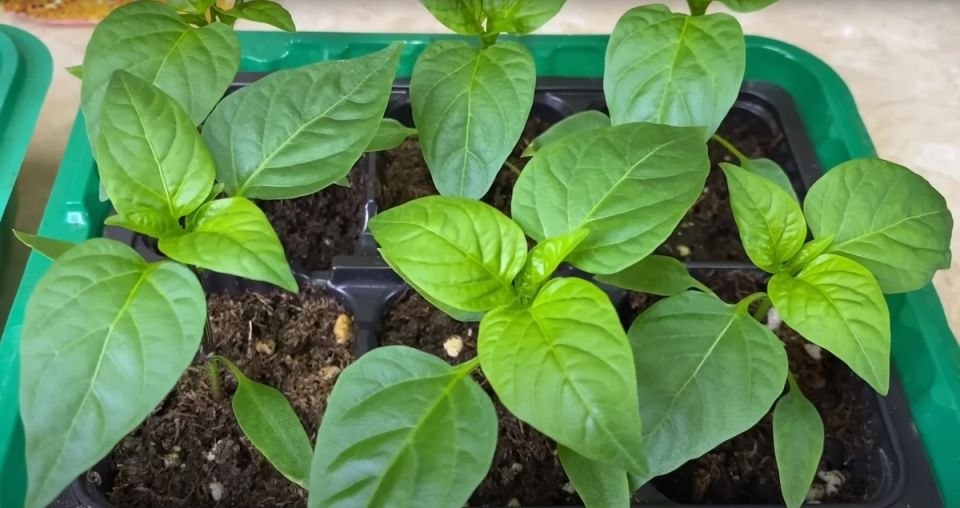 Подготовка к весенним работам: задачи на март