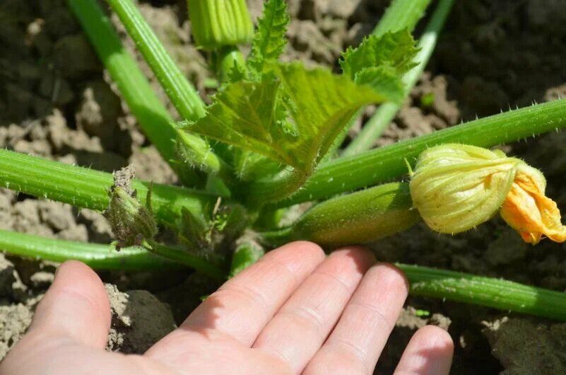 Причины желтизны и гниения завязей кабачков: что делать?