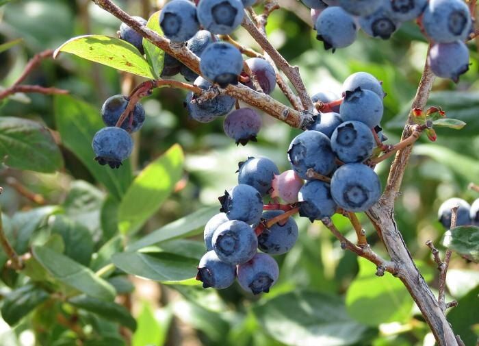 Секреты ухода за голубикой: добейтесь гигантских ягод