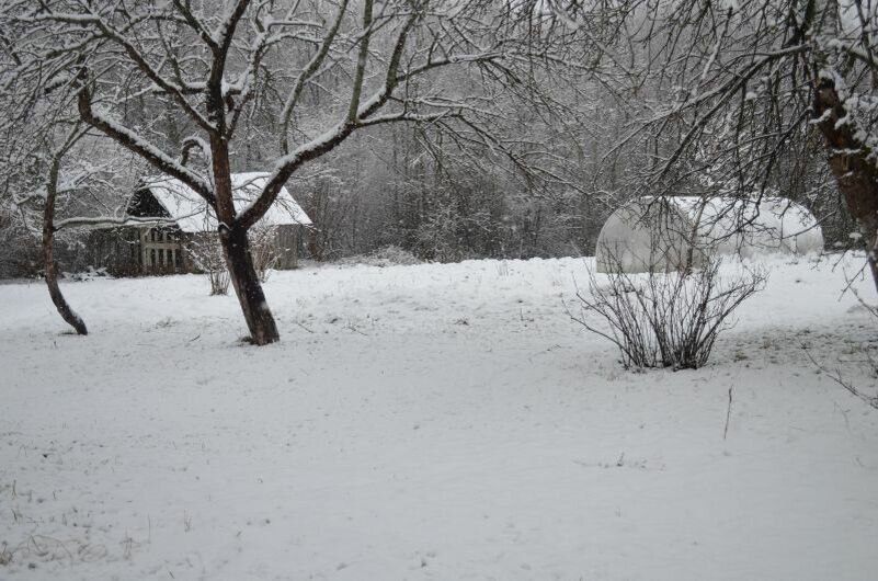 Как подготовить сад и огород к зиме: важные советы