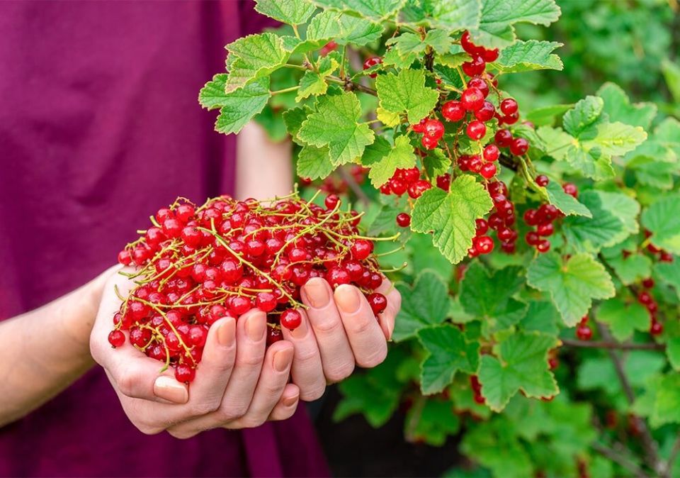 Уход за смородиной после сбора урожая