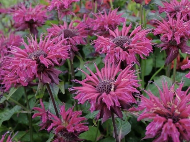 Уход за монардой осенью: советы по подготовке к зиме