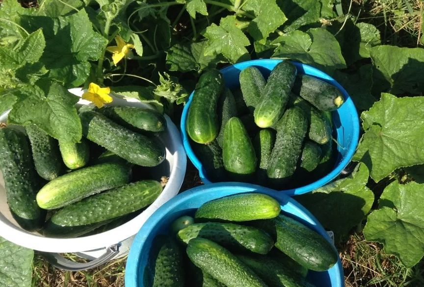 Оптимизация урожайности огурцов: как партенокарпические сорта могут выиграть от соседства