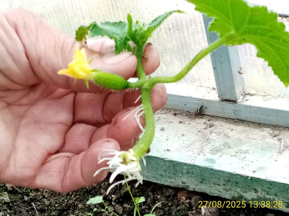 Как вырастить огурцы на подоконнике: секреты успешного эксперимента