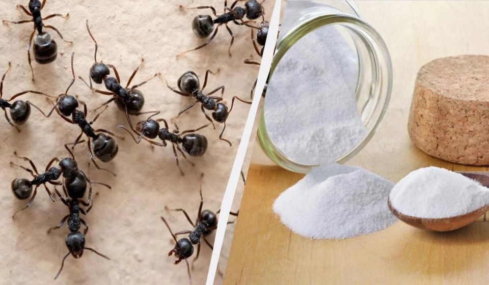 Натуральное решение: как просто избавиться от муравьев в вашем доме