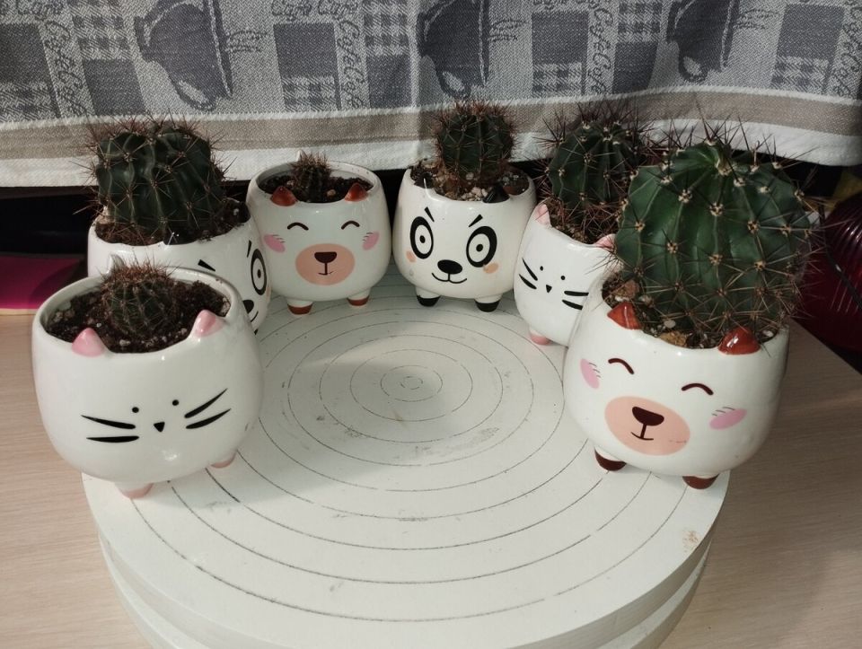 Кактус Георгий и его приключения: судьба потомков