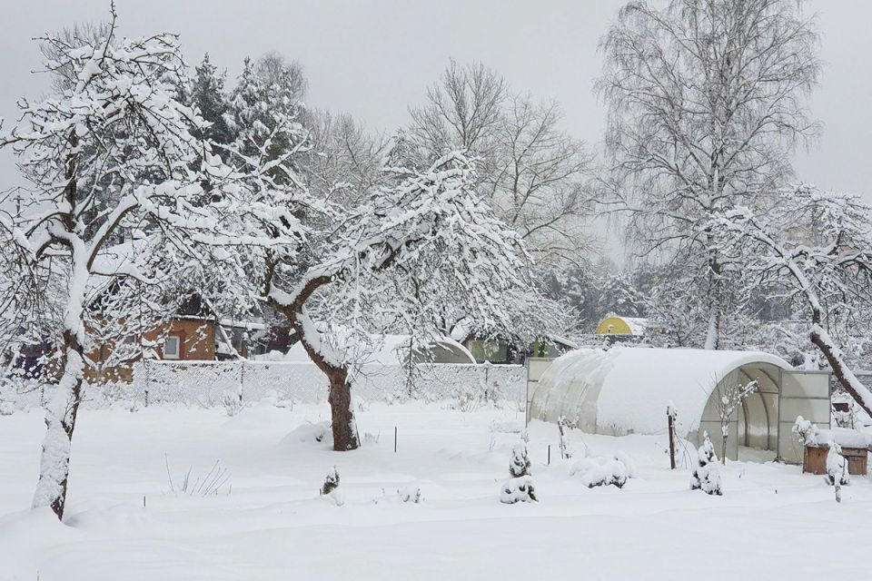 Снежные капризы: какие растения обожают снежное одеяло, а какие страдают от его тяжести?