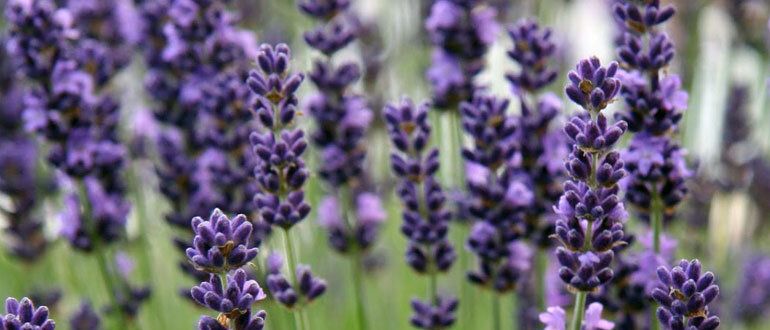 Почему лаванда не цветет: секреты успешного выращивания