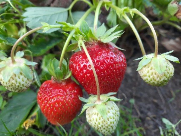 Секреты выращивания земляники: мифы, правда и советы от экспертов