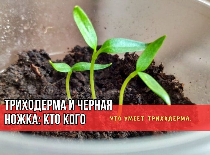 Триходерма: спасатель рассады или миф? Разбираемся вместе