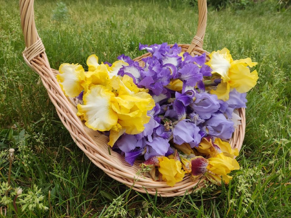 Тайны дачного быта: как розы могут вляпаться в забор и сделать прекрасный сад