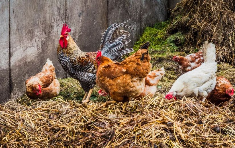 Когда куриный помет не приносит плодов