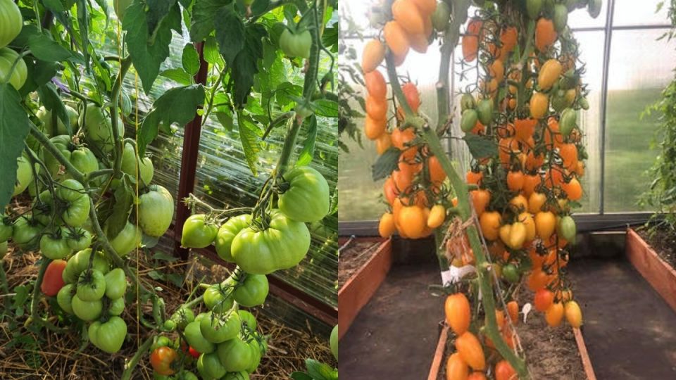 Как детерминантные томаты меняют подход к выращиванию на даче