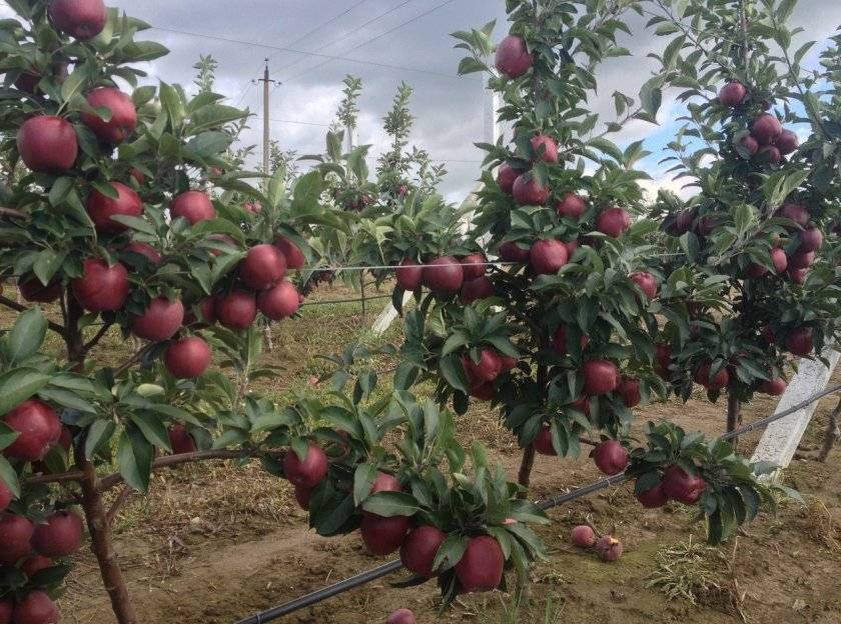 Розовые яблоки: уникальные сорта и их неожиданные преимущества