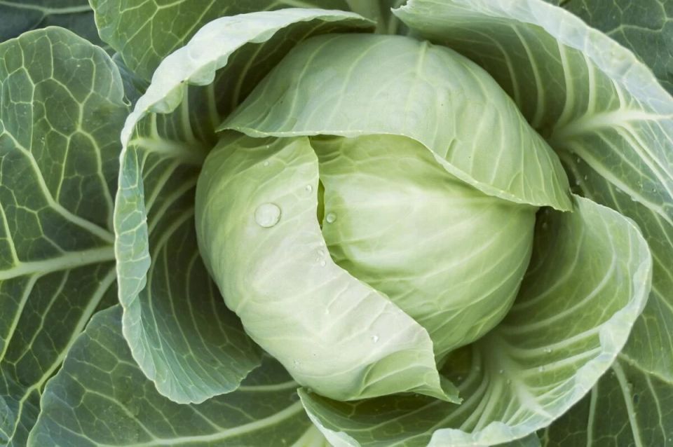 Секреты успешной подкормки поздней капусты для богатого урожая
