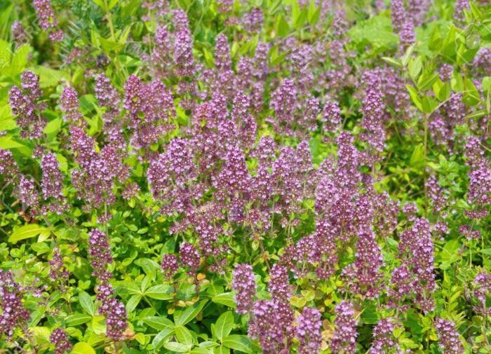 Душица обыкновенная: древний помощник для здоровья и кухни