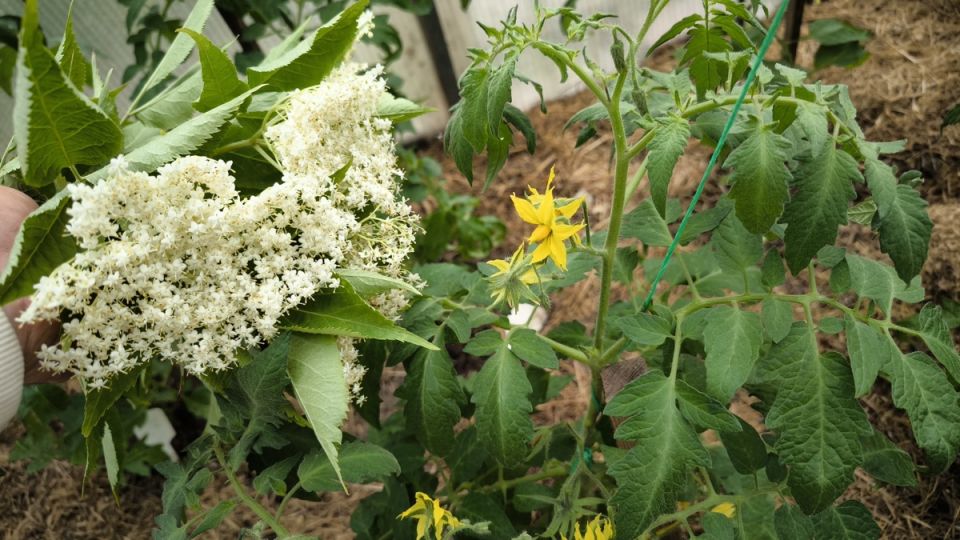 Бузина: удивительный подарок природы для ваших растений