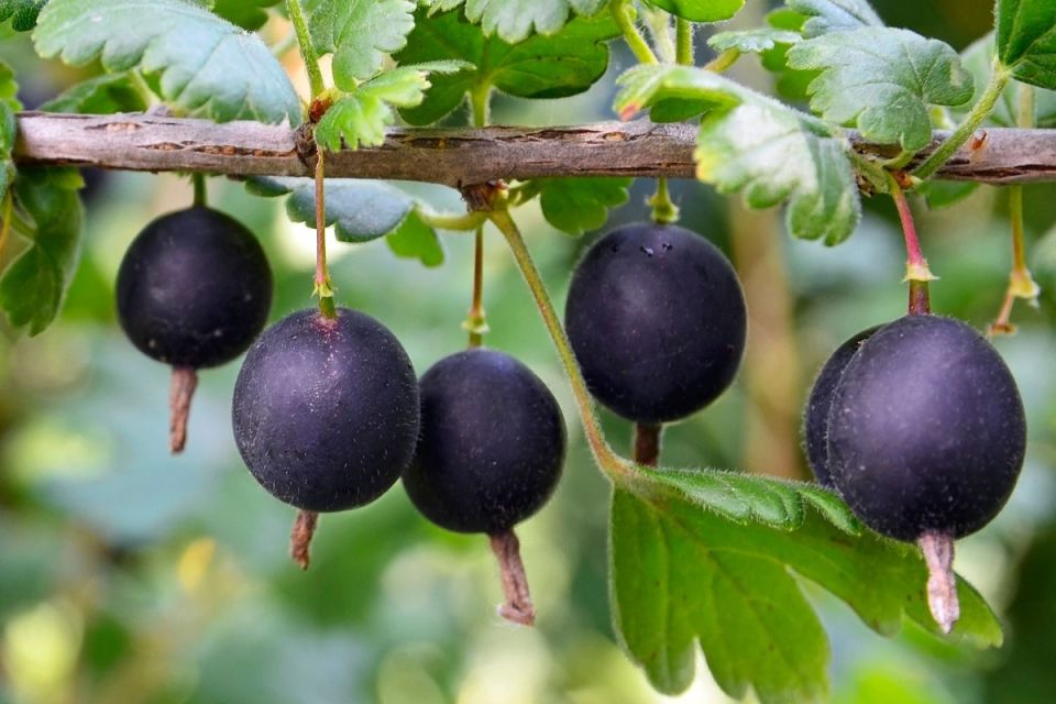 Почему йошта – идеальный выбор для садоводов Подмосковья?