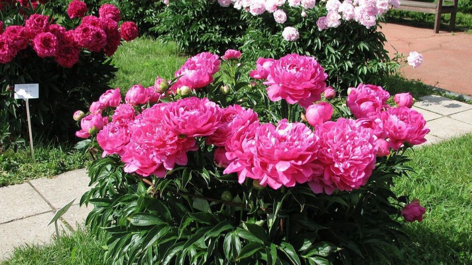 Как создать идеальное соседство для пионов в вашем саду