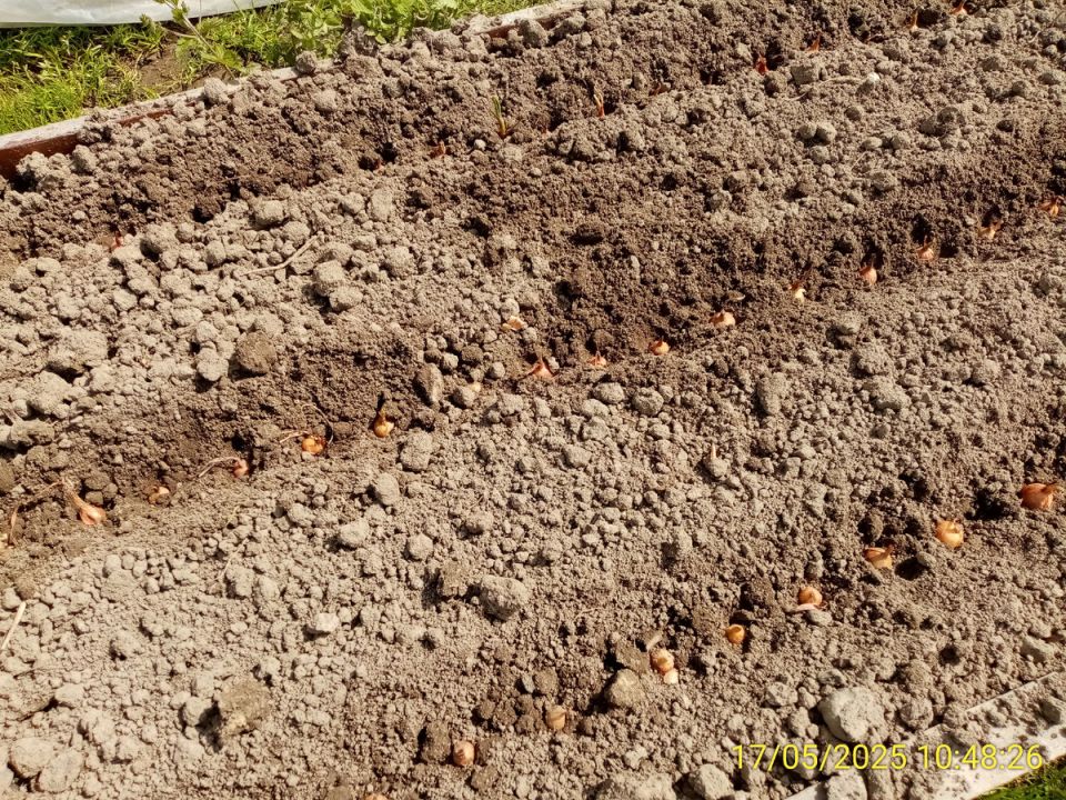 Секреты успешного роста лука: как подкормка влияет на урожай