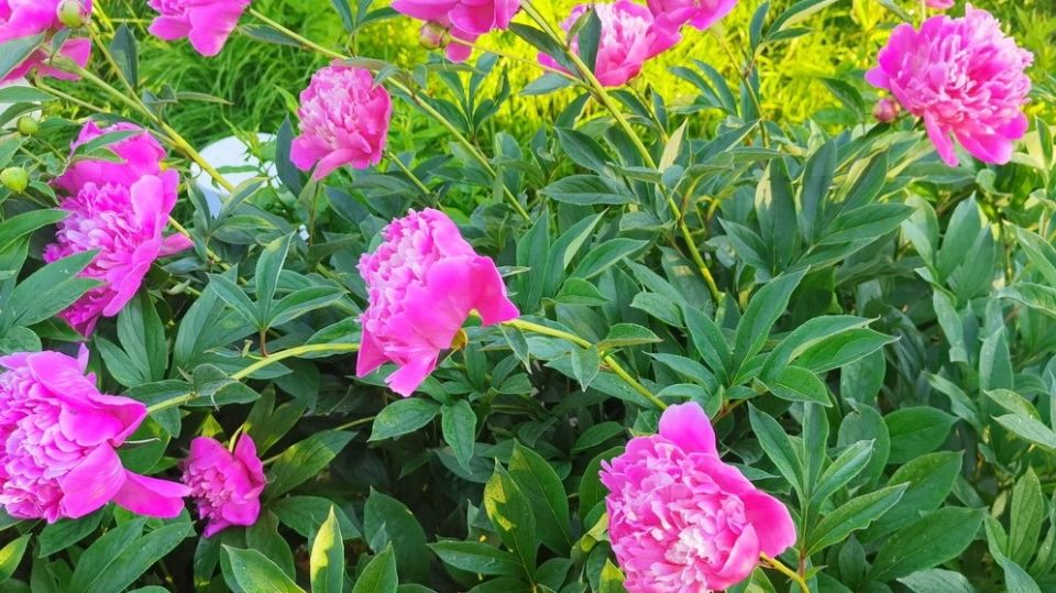 Секреты весенней подкормки пионов для обильного цветения