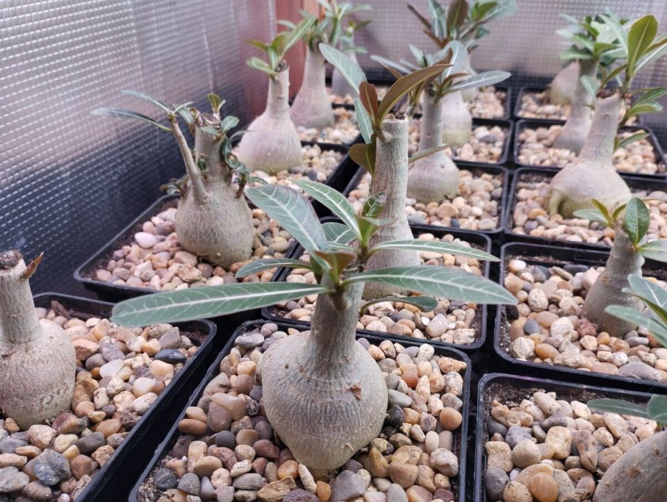 Как листья адениума рассказывают о здоровье растения