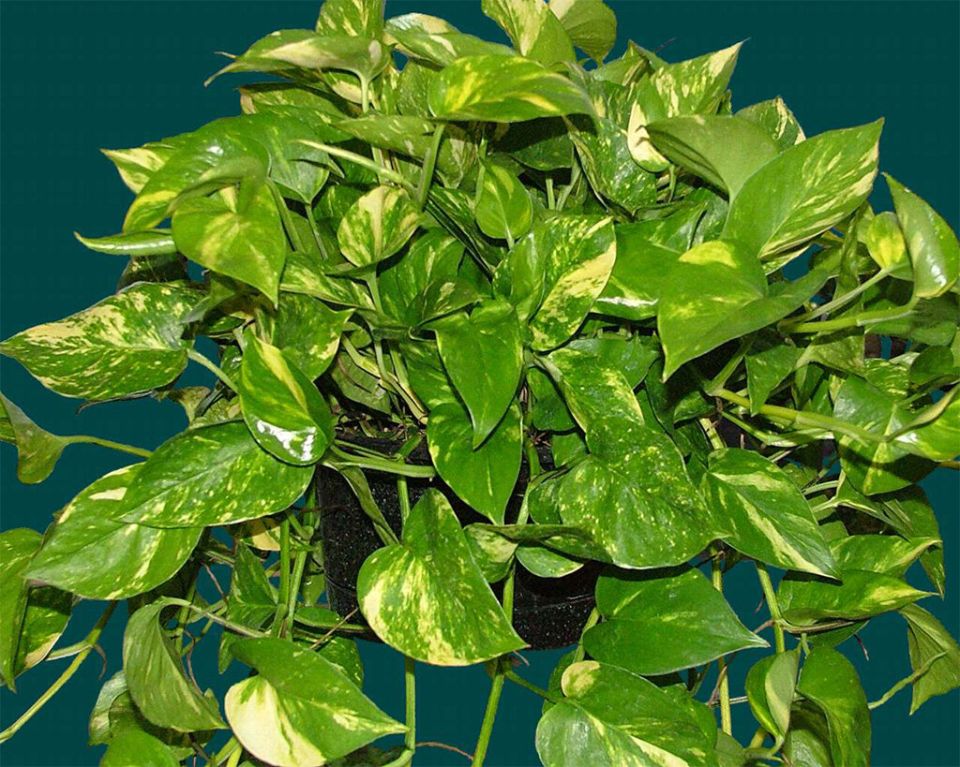 Непредсказуемые комнатные растения: когда любовь к флоре может обернуться бедой