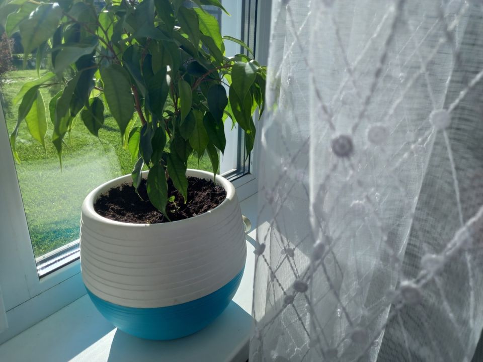 Неожиданная стоимость пластиковых горшков для цветов