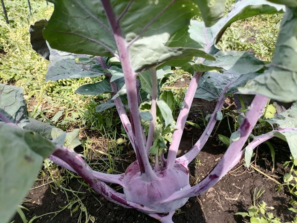 Кольраби: капуста, которая удивляет возможностями и вкусом