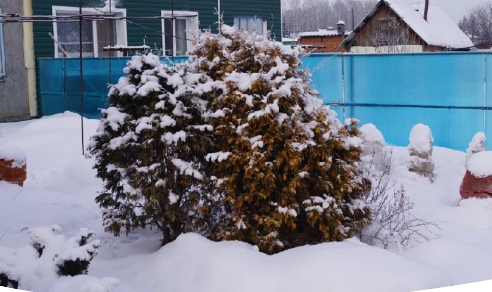 Зимние заботы садоводов: важные работы с 2 по 8 декабря