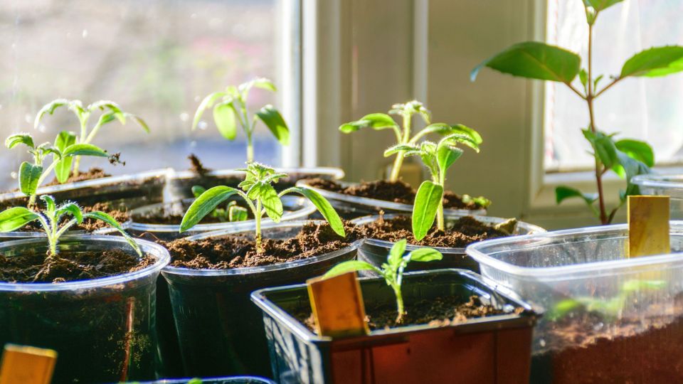 Будет к Новому году: эта зелень вырастет на подоконнике за пару недель