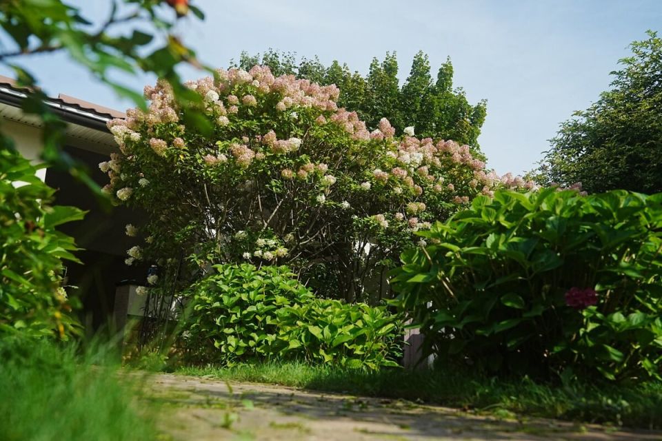 Как повторное цветение деревьев удивляет садоводов осенью