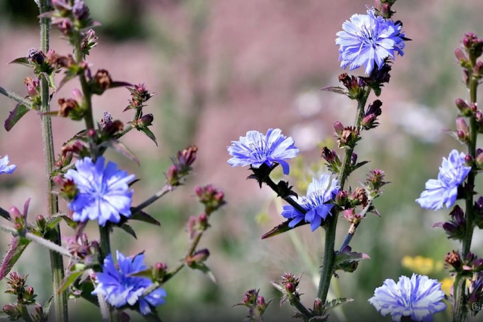 В поисках правды: сахар в цикории