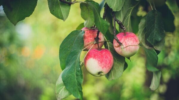 Литовские яблоки: какую судьбу уготовила природа садоводам в этом сезоне?