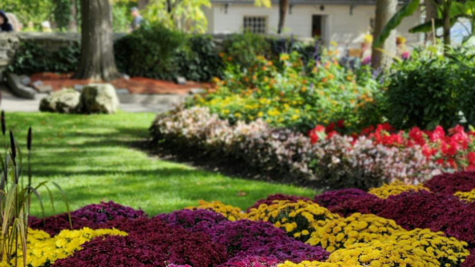 Как альтернативные газоны становятся трендом: клевер, мавританский и луговой варианты