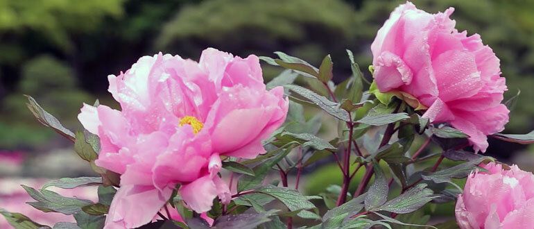 Как правильно сажать пионы: весной или осенью?