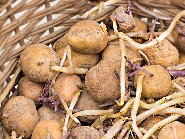 Почему проростки картофеля стоит использовать: открываем новые горизонты для вашего сада