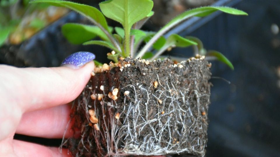 Секреты успешного роста петунии: как наладить корневую систему всего за неделю