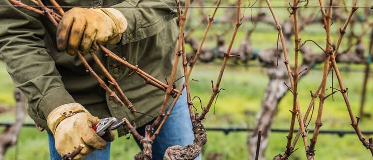 Как подготовить виноград к зиме: пошаговый гид для садоводов