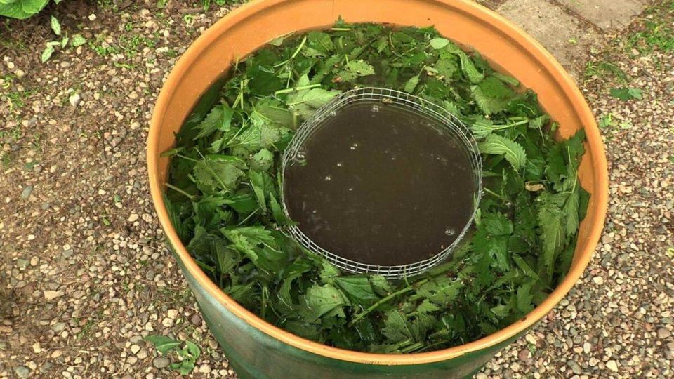 Преимущества зеленого удобрения