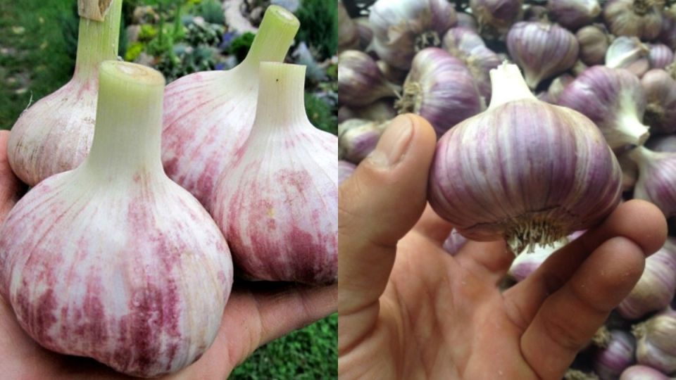 Как добиться богатого урожая чеснока весной: секреты опытного агронома