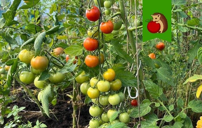 Как добиться урожая помидоров в августе: советы для садоводов