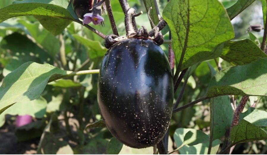 Как добиться щедрого урожая баклажанов: советы для дачников