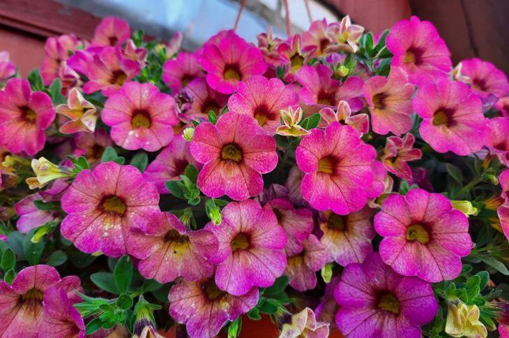 Почему гниет и гибнет рассада петунии: дачникам на заметку