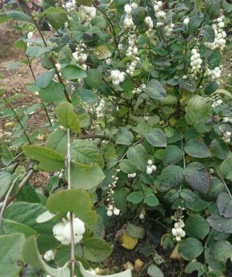 Снежная ягода: секреты идеального ухода за удивительным кустарником